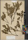 Foto von Salix arbuscula L.